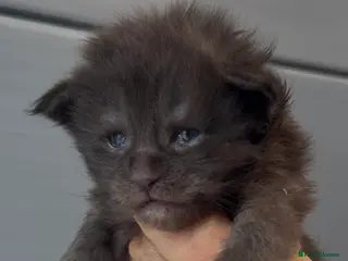 Maine Coon cats for sale: XL black smoke black maine coon kittens - Advert 2