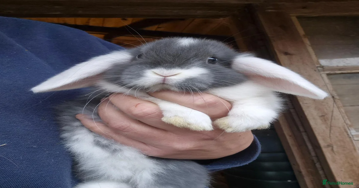 Rabbits Pets & Animals for sale | Pets4Homes