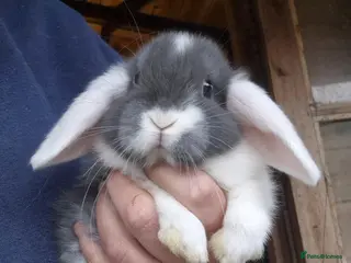 Mini Lop rabbits Mini lop babys and mini lion lop babys - Advert 2