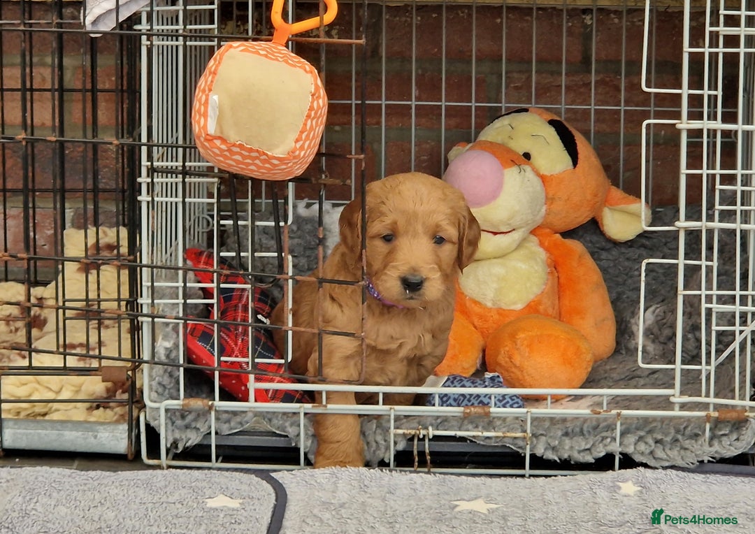 Mini Goldendoodle dogs for sale: Miniature F1 Goldendoodle puppies available - Advert 7