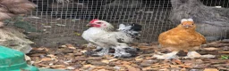 Chickens poultry for sale: Chicks looking for new homes  - Advert 5