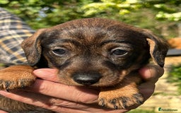 Miniature Dachshund dogs for sale: Miniature Wire Haired Dachshund puppies. in Stroud - Image 5