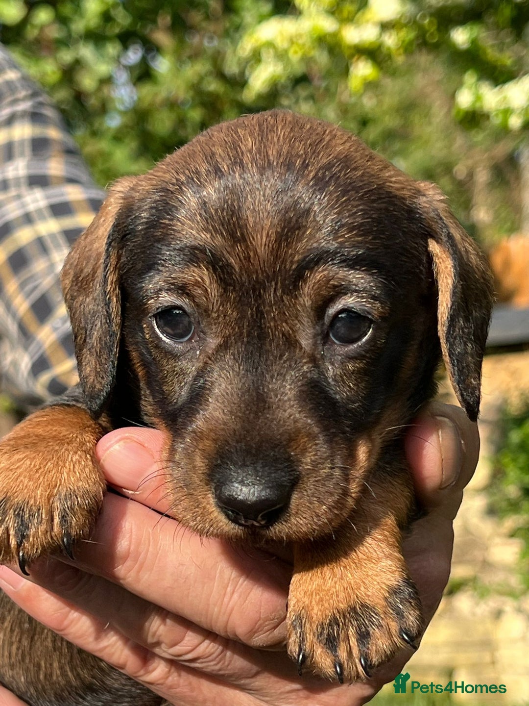 Miniature Dachshund dogs for sale: Miniature Wire Haired Dachshund puppies. in Stroud - Image 5