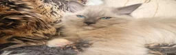 Ragdoll cats for sale: Beautiful ragdoll babies! 😻😻😻 - Advert 3