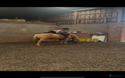 Welsh Section C horses for sale: Child’s best friend  - Image 3