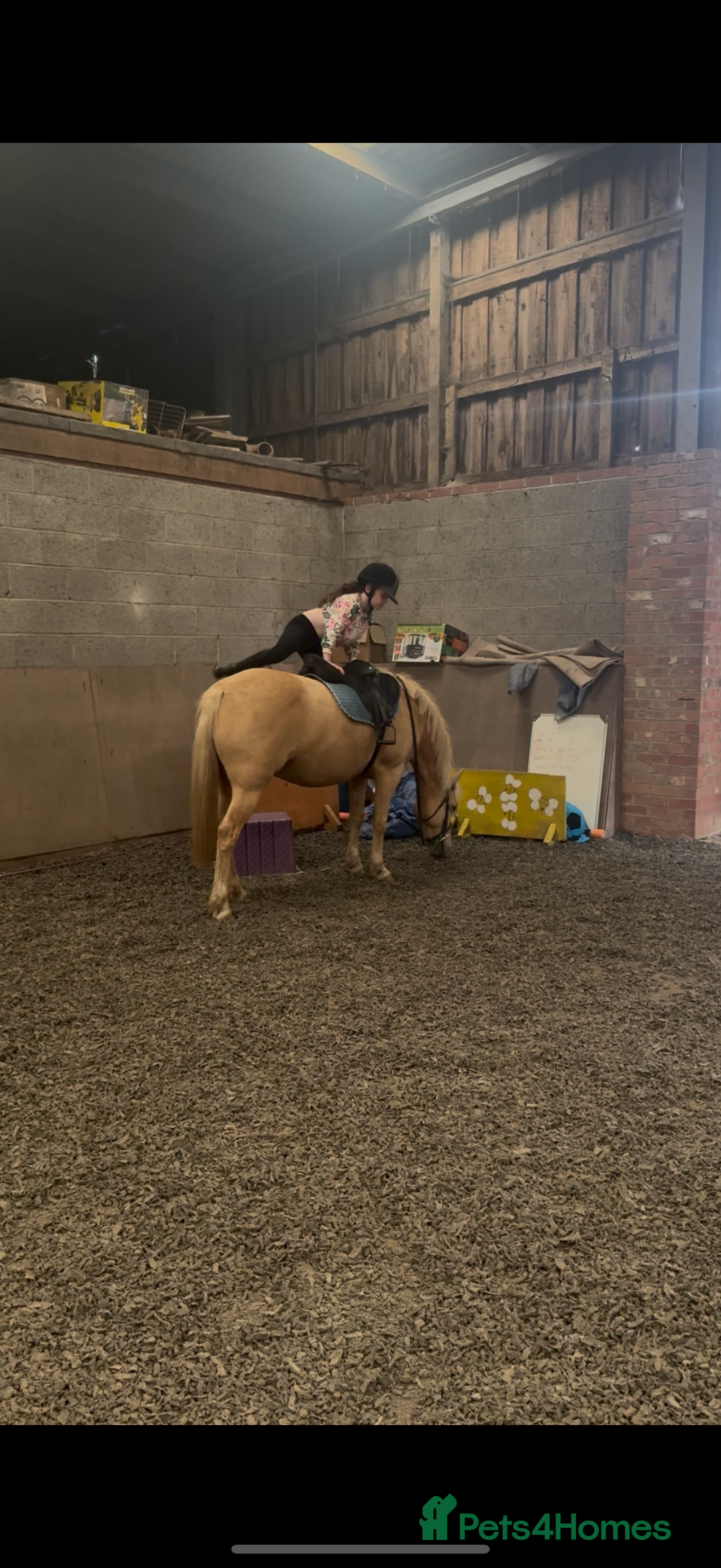 Welsh Section C horses for sale: Child’s best friend  - Image 3