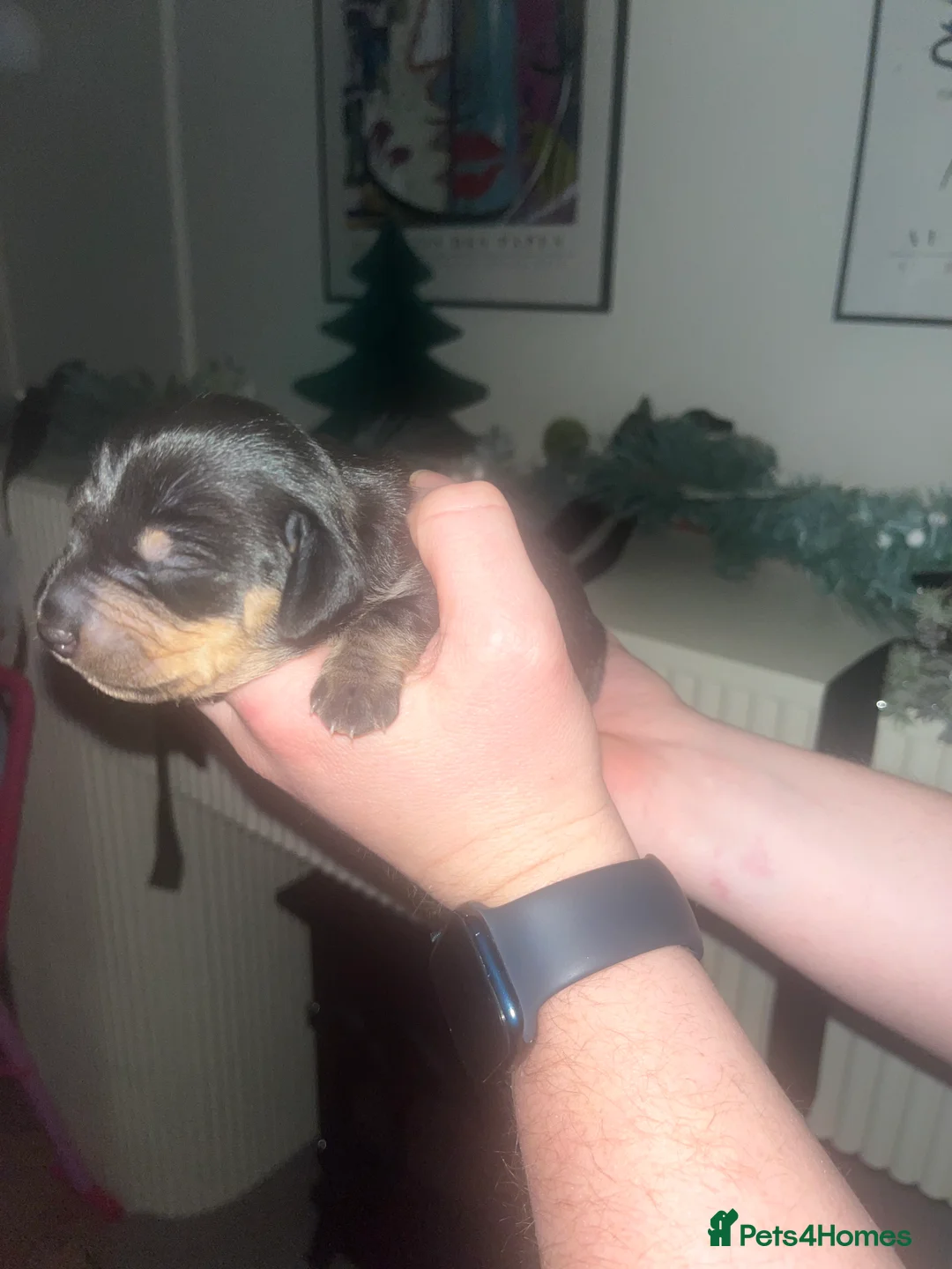 Dachshund dogs for sale: Dacshund Puppies - Advert 8