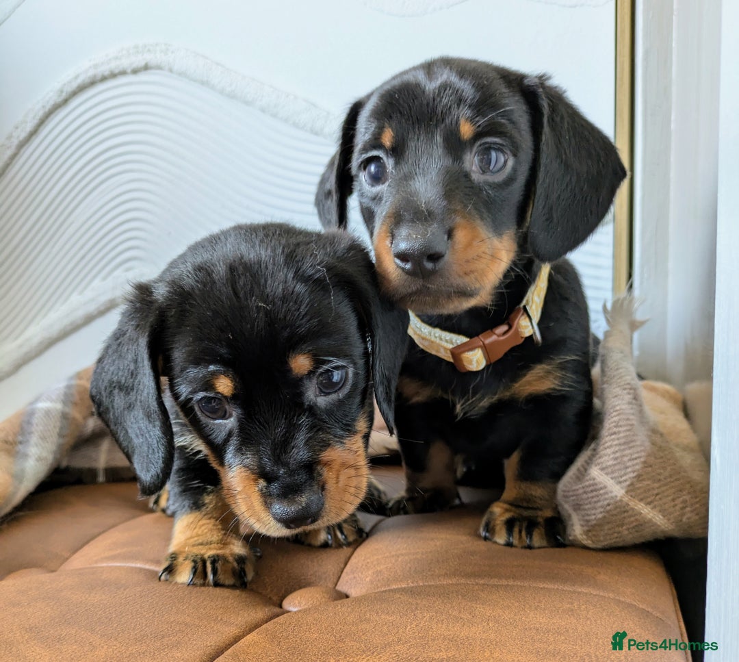 Miniature Dachshund dogs for sale: Miniature Dachshund Puppies  - Image 5