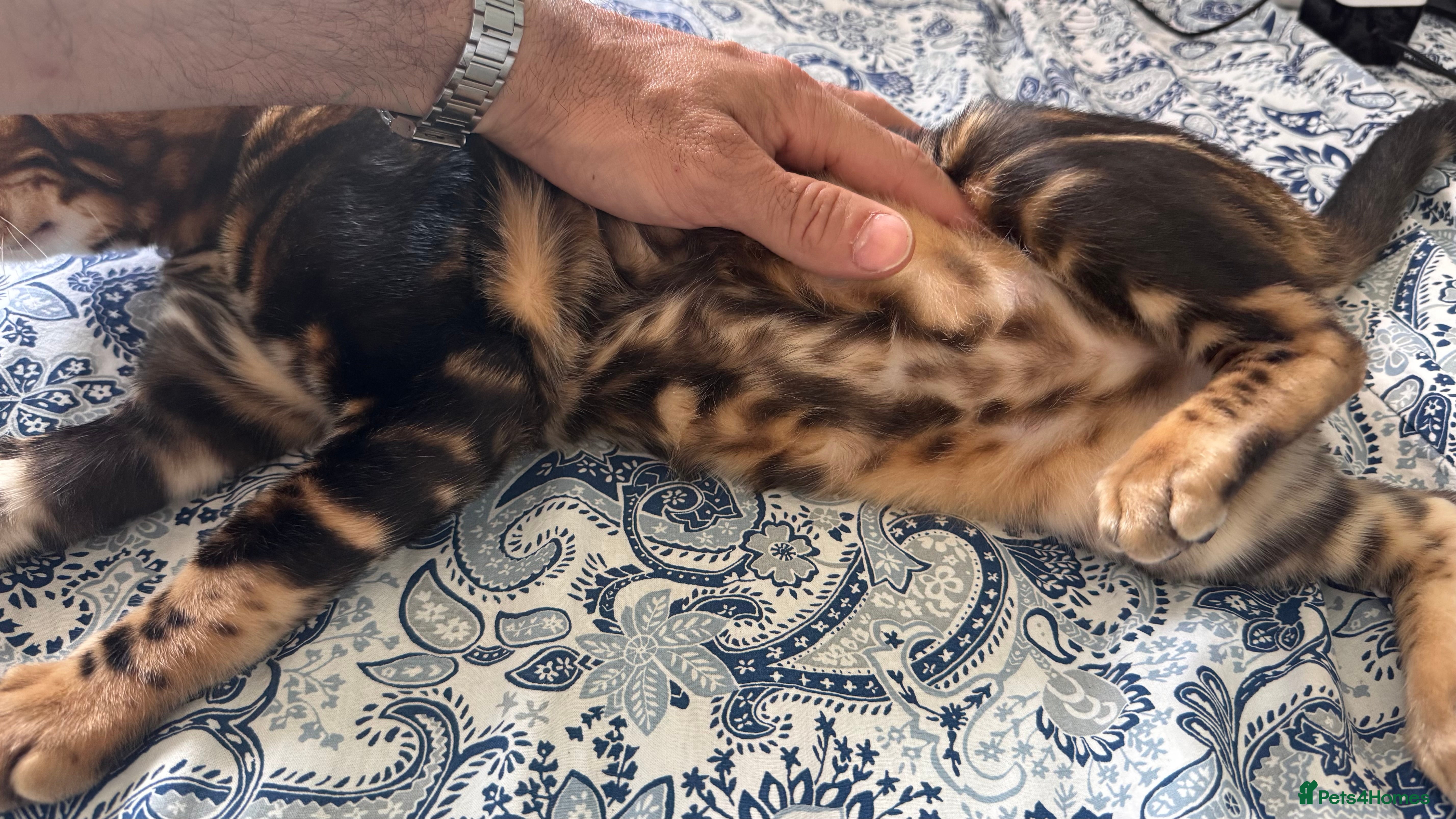 Bengal cats for sale: TICA Bengal cats adorable educated with kid NO UK  in London - Advert 21