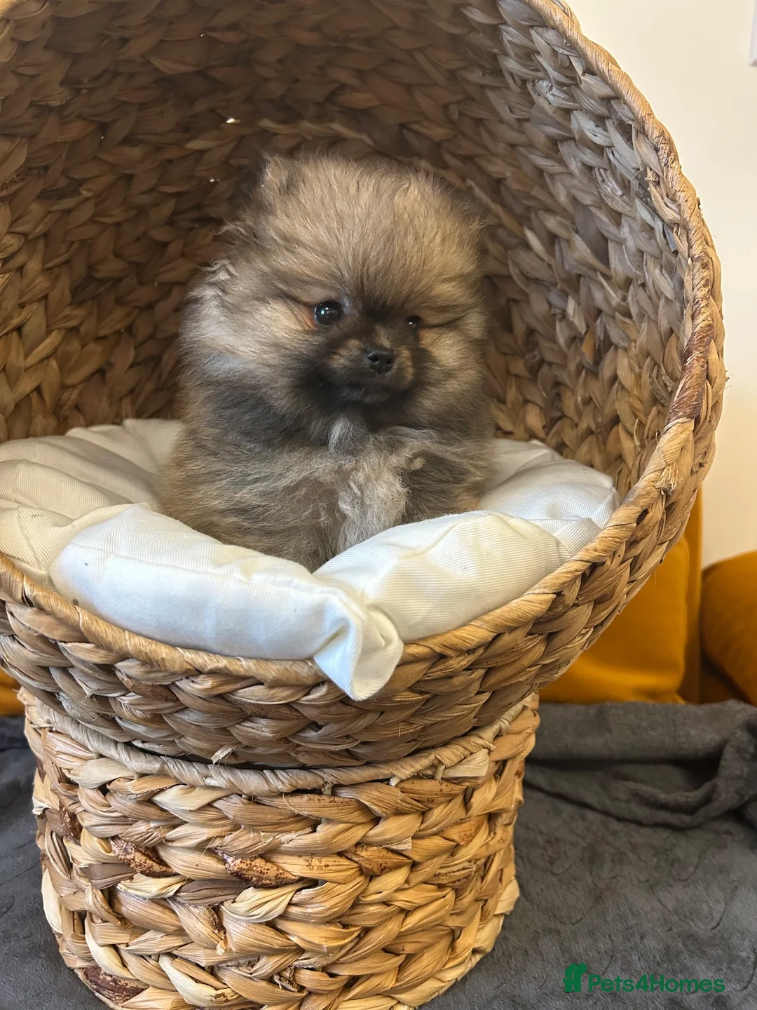 Pomeranian dogs for sale: 2 Show quality Kc reg Pomeranians girls - Advert 1