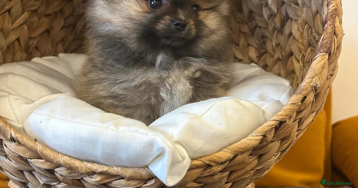 Pomerania Puppies For Sale Pets4Homes pomerania-puppies-for-sale-pets4homes