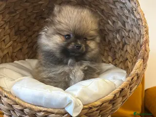 Pomeranian dogs 2 Show quality Kc reg Pomeranians girls - Advert 5