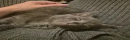 Mixed Breed cats for sale: 2 Kittens, one boy one girl in Rhyl - Advert 6