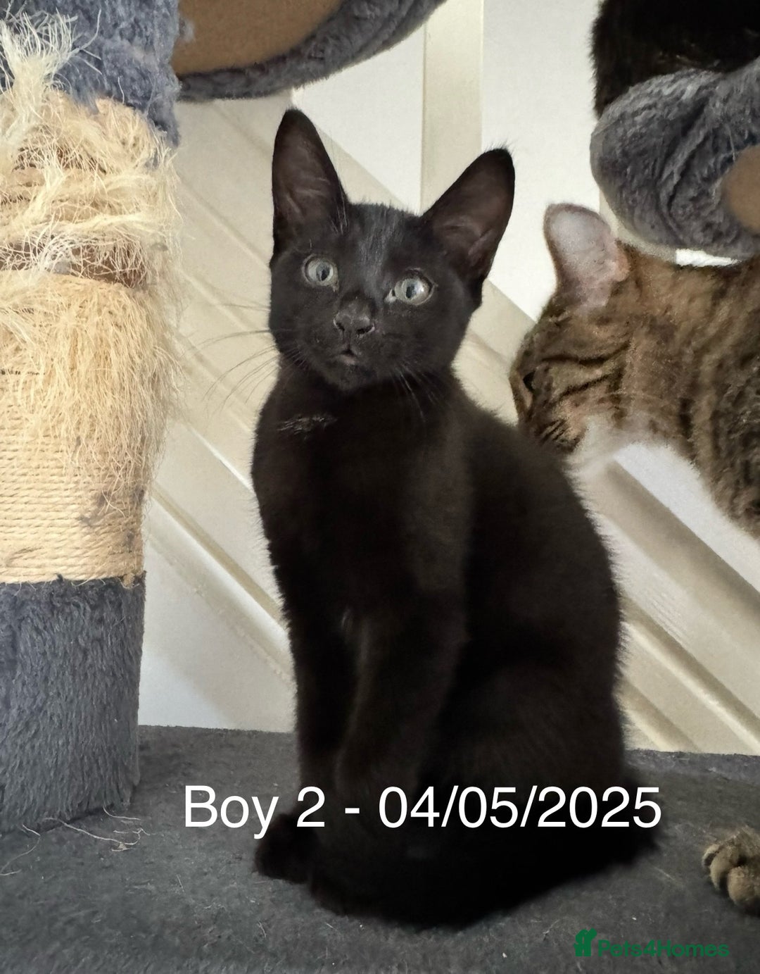 Domestic Shorthair cats for sale: x3 Beautiful and Playful Kittens - Image 3
