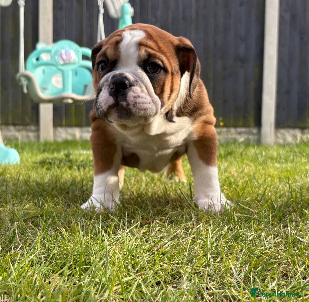 English Bulldog dogs for sale: English bulldog puppies  - Image 2