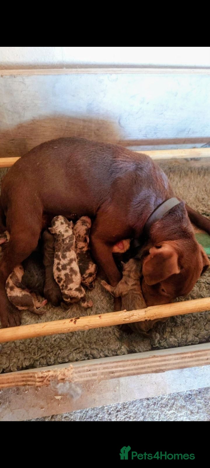 Mixed Breed dogs Adorable Patpoos - Advert 10