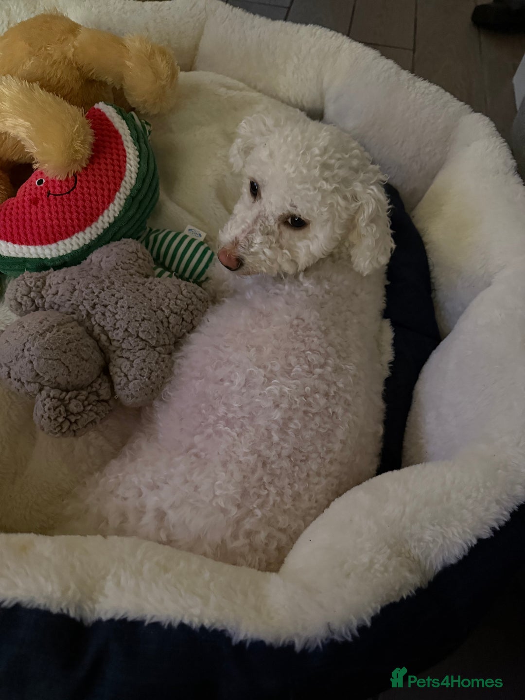 Mixed Breed dogs for sale: Cavachon Puppies for Sale  - Image 10