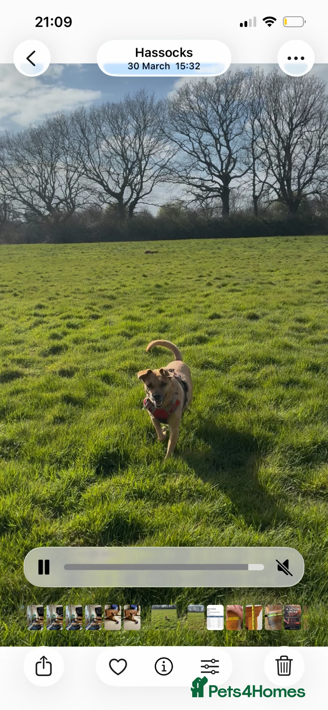 Mixed Breed dogs for sale: Peanut  - Advert 6