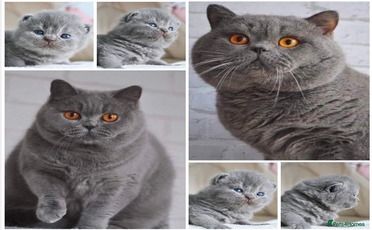 British Shorthair cats - Advert 4