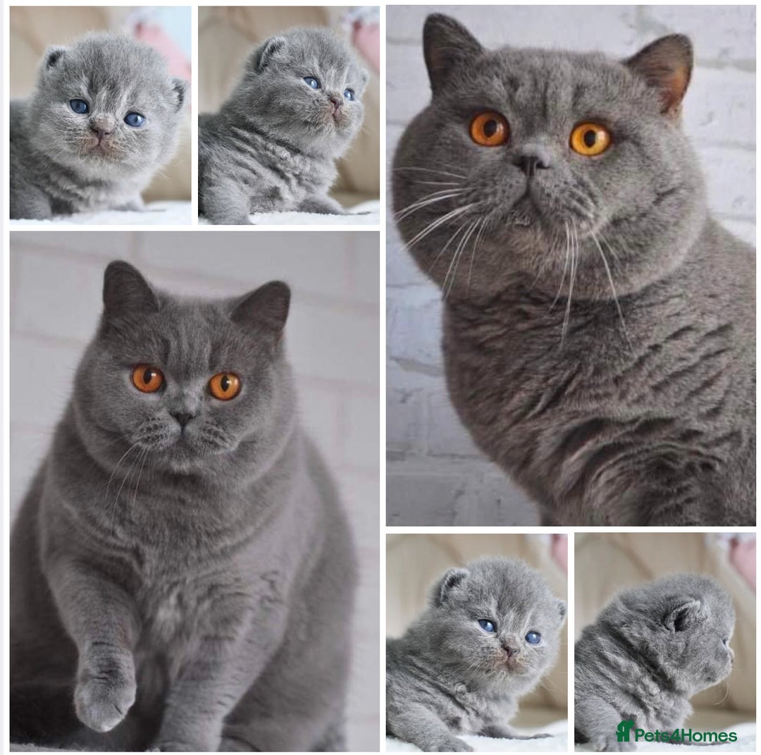 British Shorthair cats for sale: Male&Female left Imported parents will take offers - Image 1