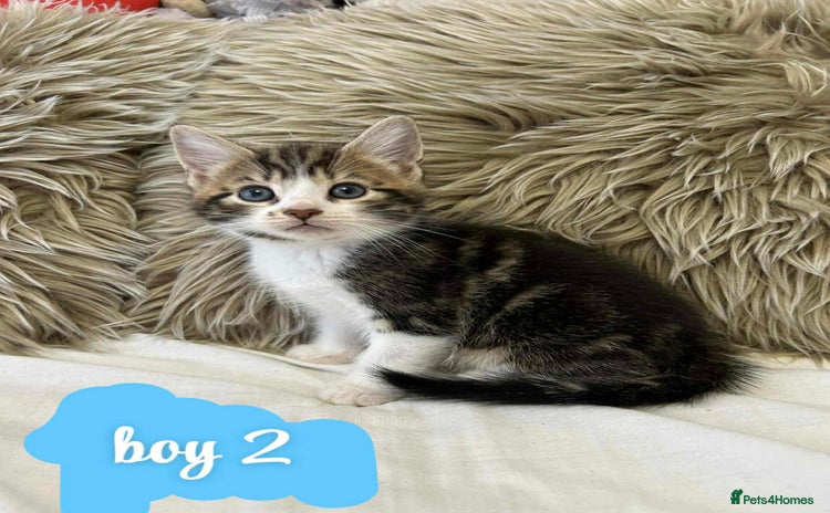 Mixed Breed cats ❤️Kittens for Sale❤️  - Advert 2