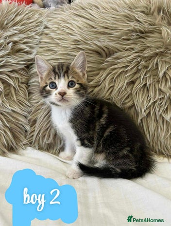 Mixed Breed cats ❤️Kittens for Sale❤️ - Advert 2