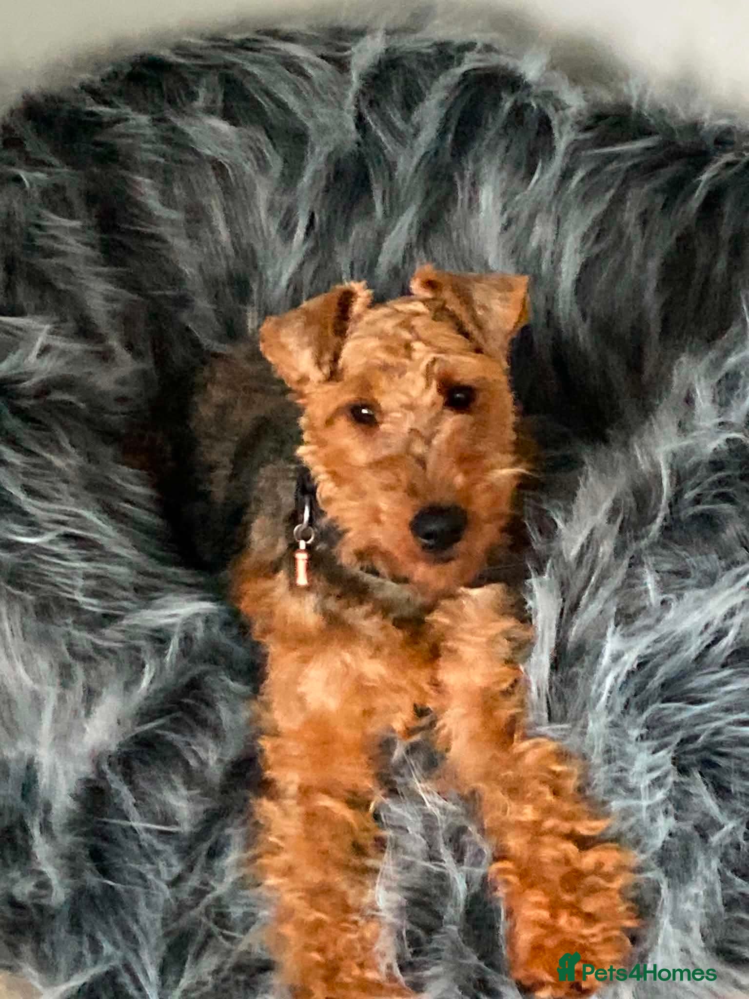 Welsh Terrier dogs Stunning litter of Welsh terrier puppies  - Advert 1