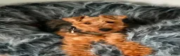 Welsh Terrier dogs for sale: Stunning litter of Welsh terrier puppies  - Advert 1