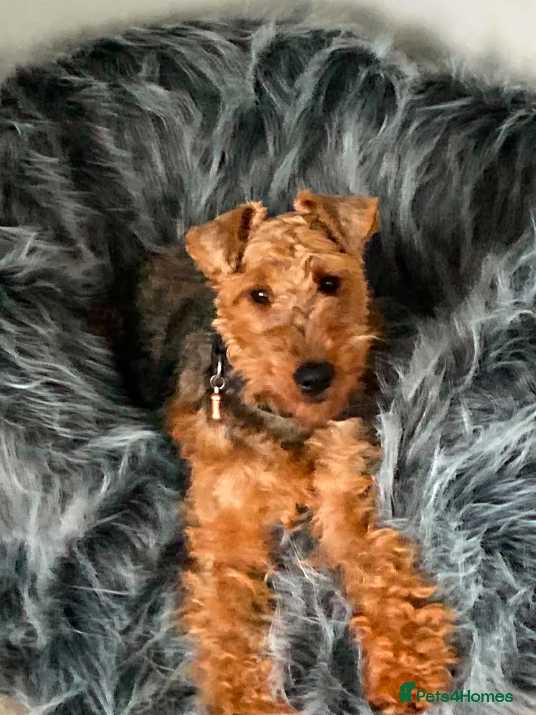 Welsh Terrier dogs for sale: Stunning litter of Welsh terrier puppies  - Advert 1