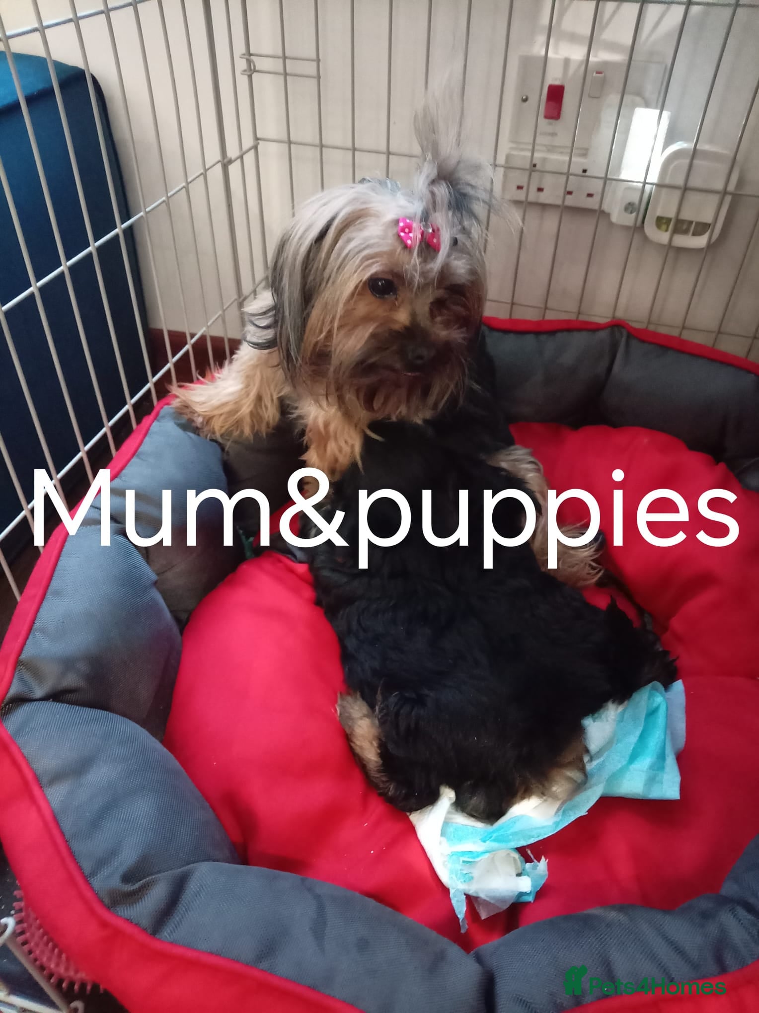 Chorkie dogs 5 beautiful Chorkie pups ready to go now 4g 1 boy - Advert 2