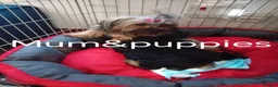 Chorkie dogs for sale: 5 beautiful Chorkie pups ready to go now 4g 1 boy - Advert 2