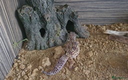 Leopard Gecko reptiles for sale: Leopard Gecko - Image 5