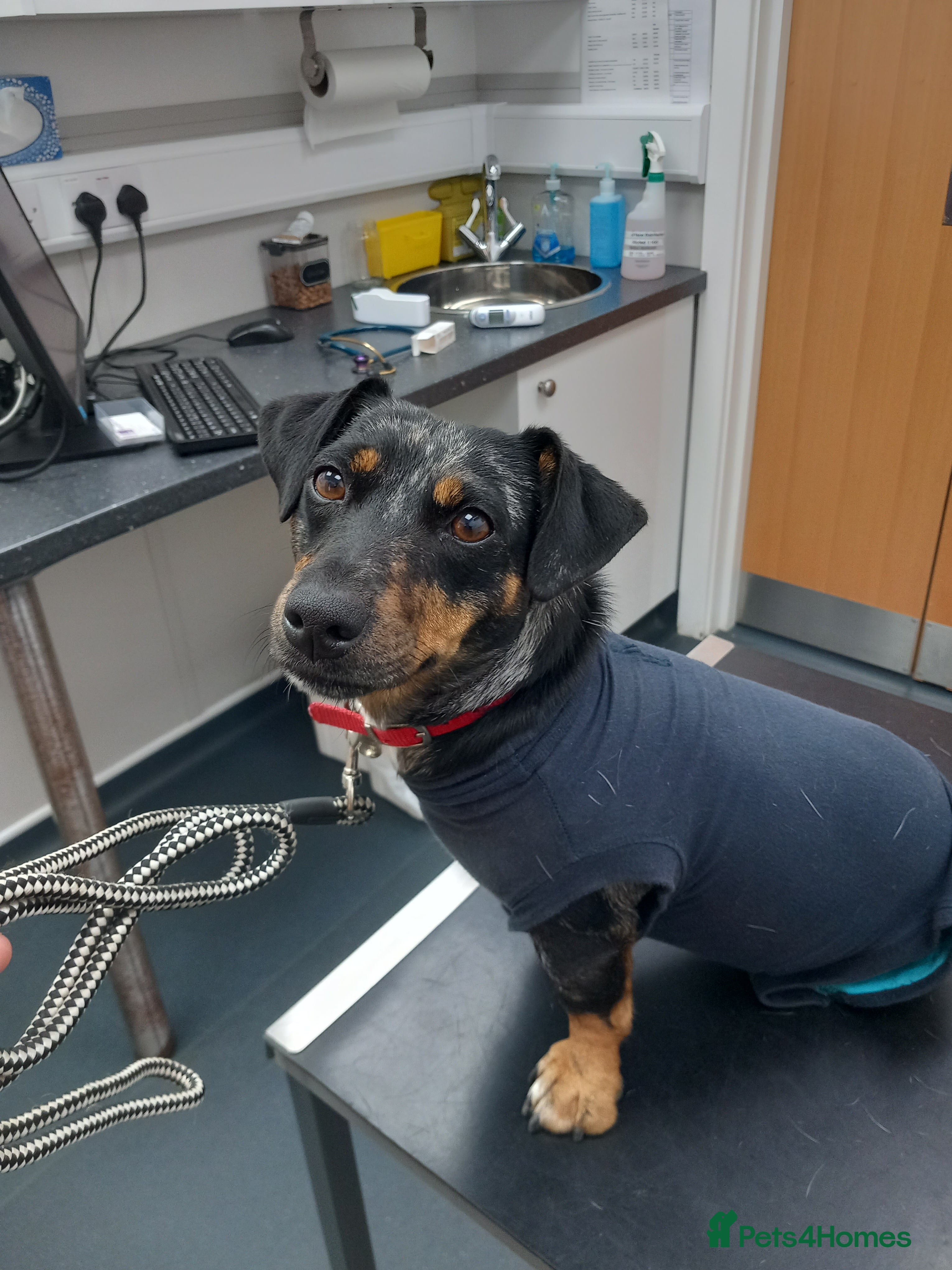 Jack Russell dogs Beautiful Girl Spayed 2yo Jrt💕🐾 - Advert 2