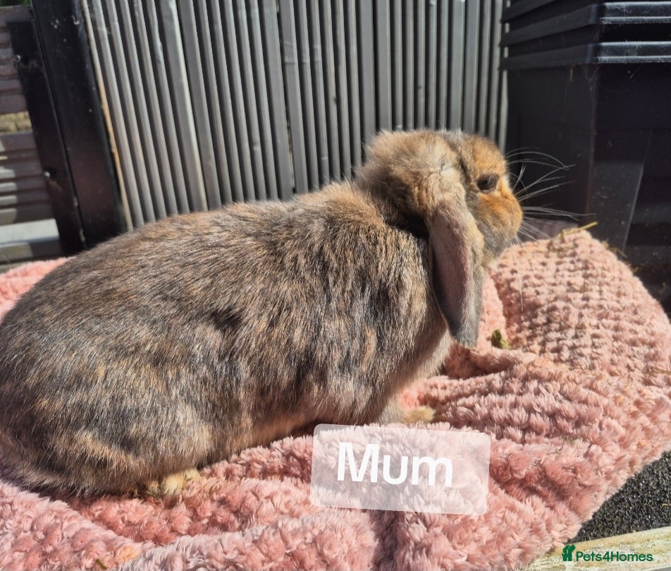 Mixed Breed rabbits for sale: 4 Baby (2 black) bunnies looking for forever homes - Advert 9