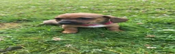 Miniature Dachshund dogs for sale: Miniature dachshund  - Advert 7