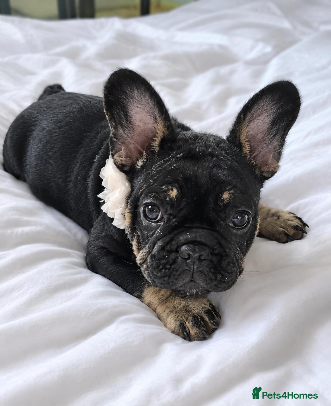 French Bulldog dogs for sale: Beautiful French Bulldog Puppies - Advert 3