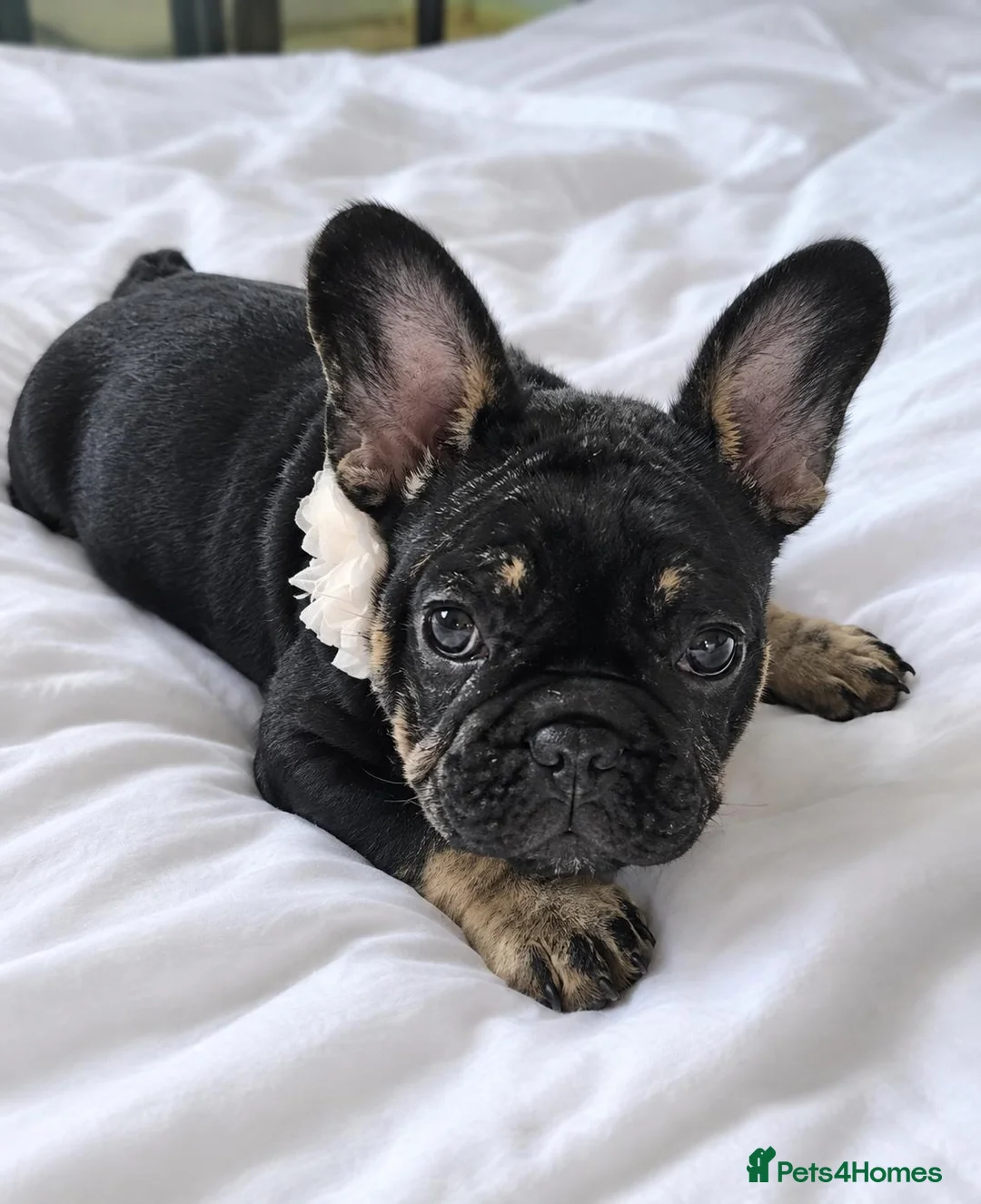 French Bulldog dogs for sale: Beautiful French Bulldog Puppies - Advert 1