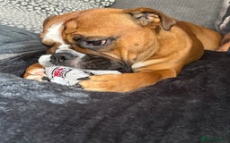 English Bulldog dogs for stud: Traditional standard bulldog for stud  - Image 3