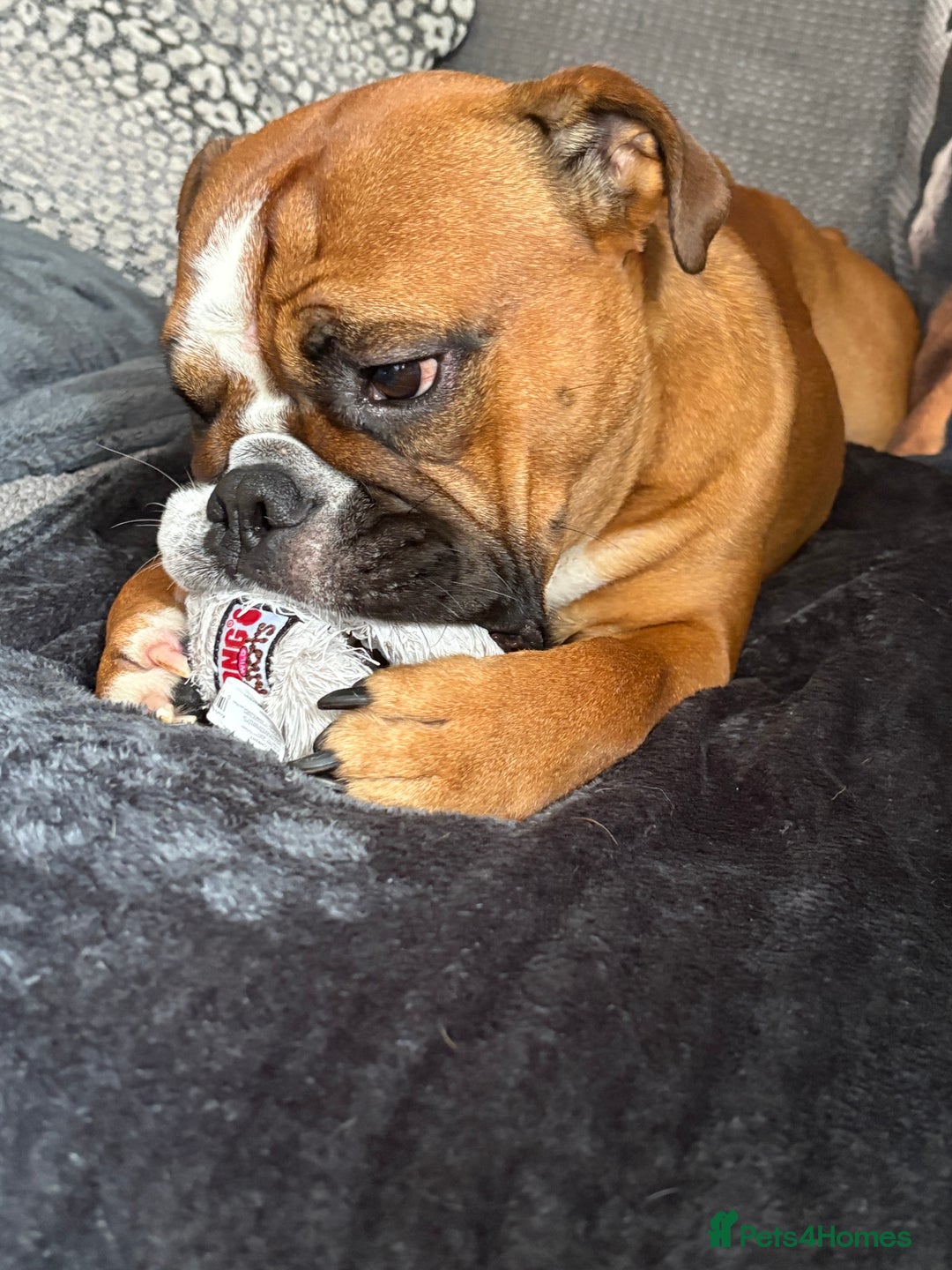 English Bulldog dogs for stud: Traditional standard bulldog for stud  - Image 3