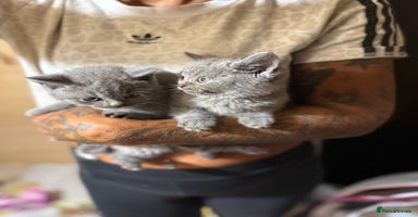 British Shorthair cats - Advert 11