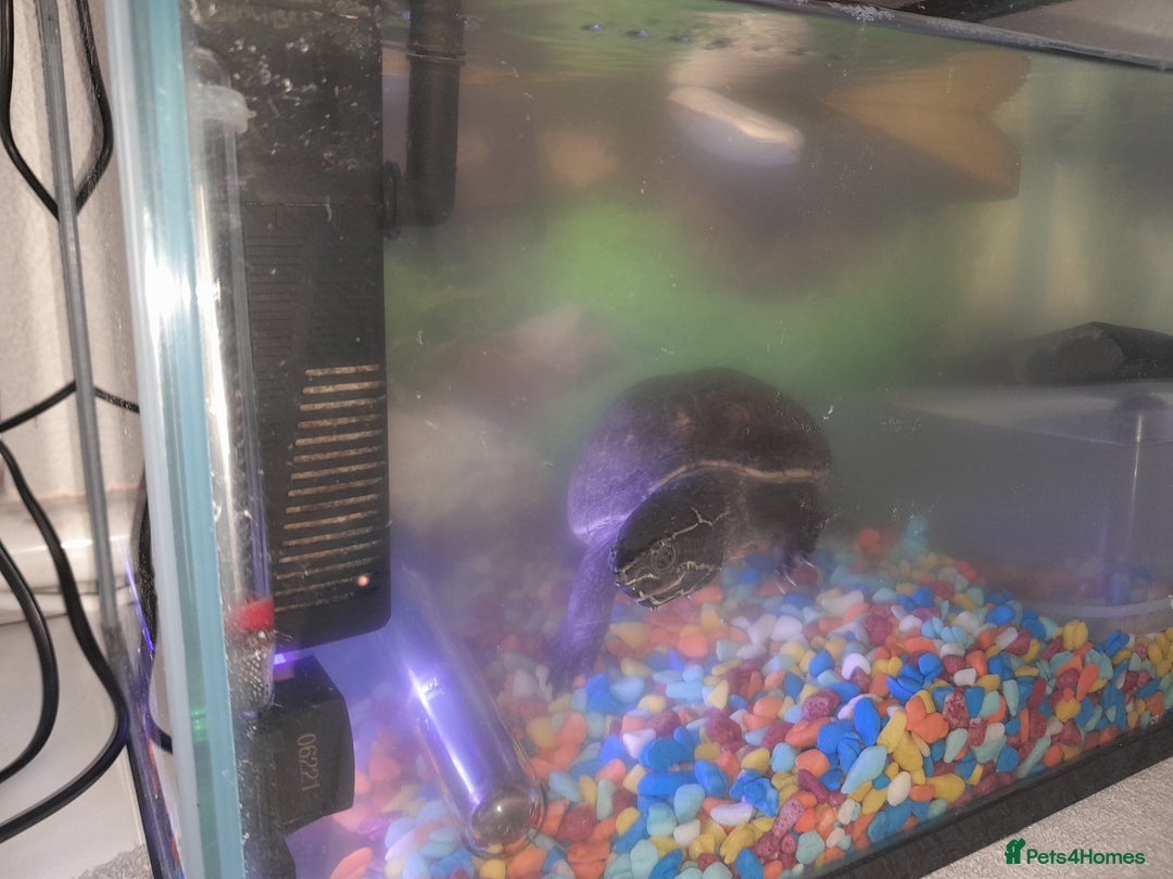 Turtle reptiles for sale: Free musk turtle  - Image 5