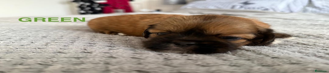 Lhasa Apso Puppy 6