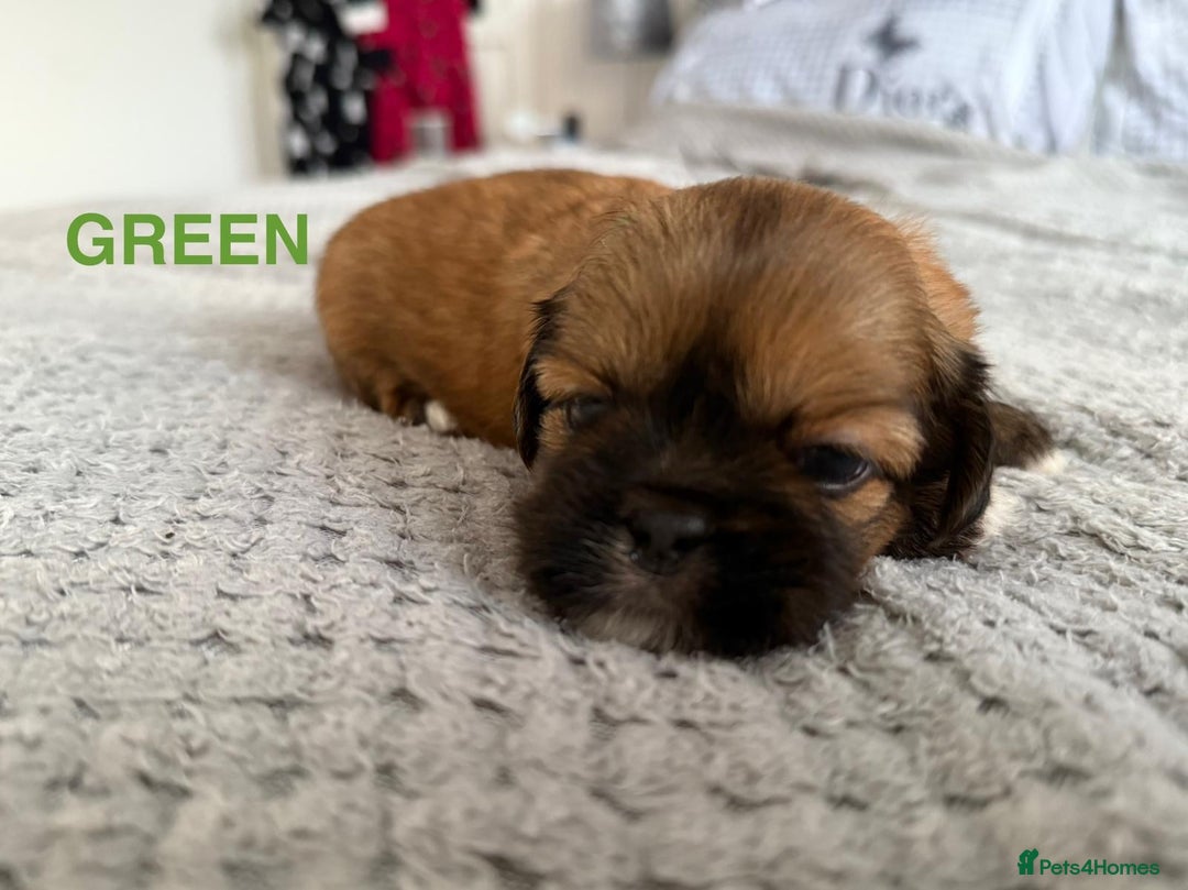 Lhasa Apso dogs for sale: Full Pedigree KC REG LHASA APSO PUPPIES !!! - Image 7