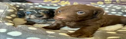 Doxiepoo dogs for sale: Doxipoo puppies, dna health tested parents.  - Advert 10