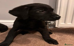 Labrador Retriever dogs for sale: Fabulous Labrador puppies  - Advert 25