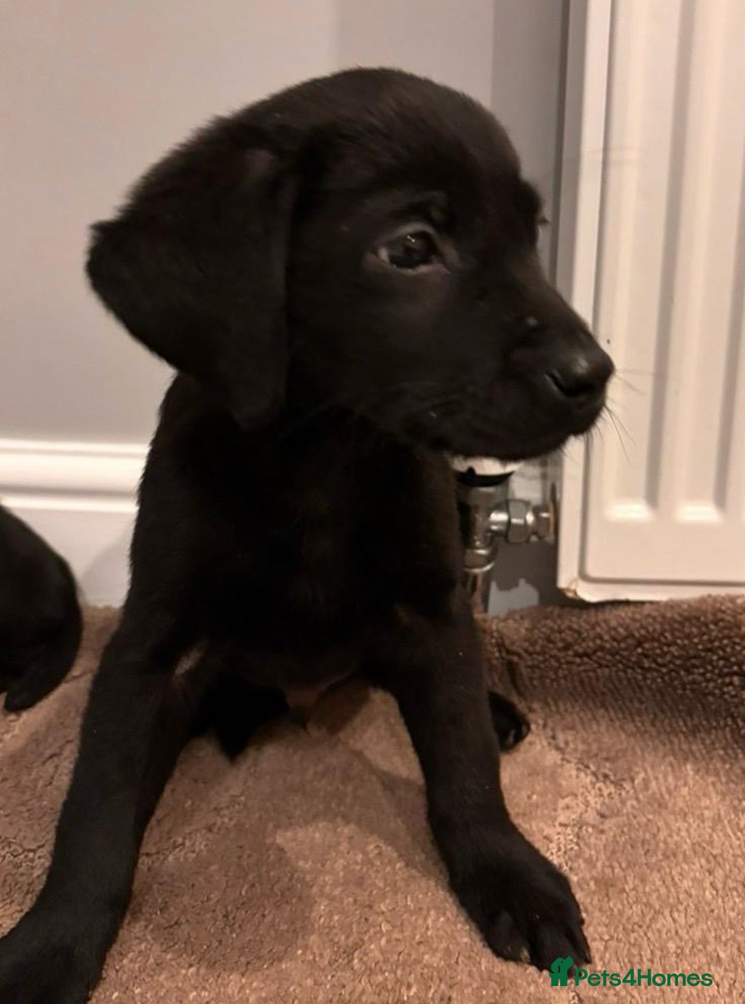 Labrador Retriever dogs for sale: Fabulous Labrador puppies  - Advert 25