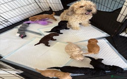 Cockapoo dogs for sale: F2 CockerPoos  - Image 11