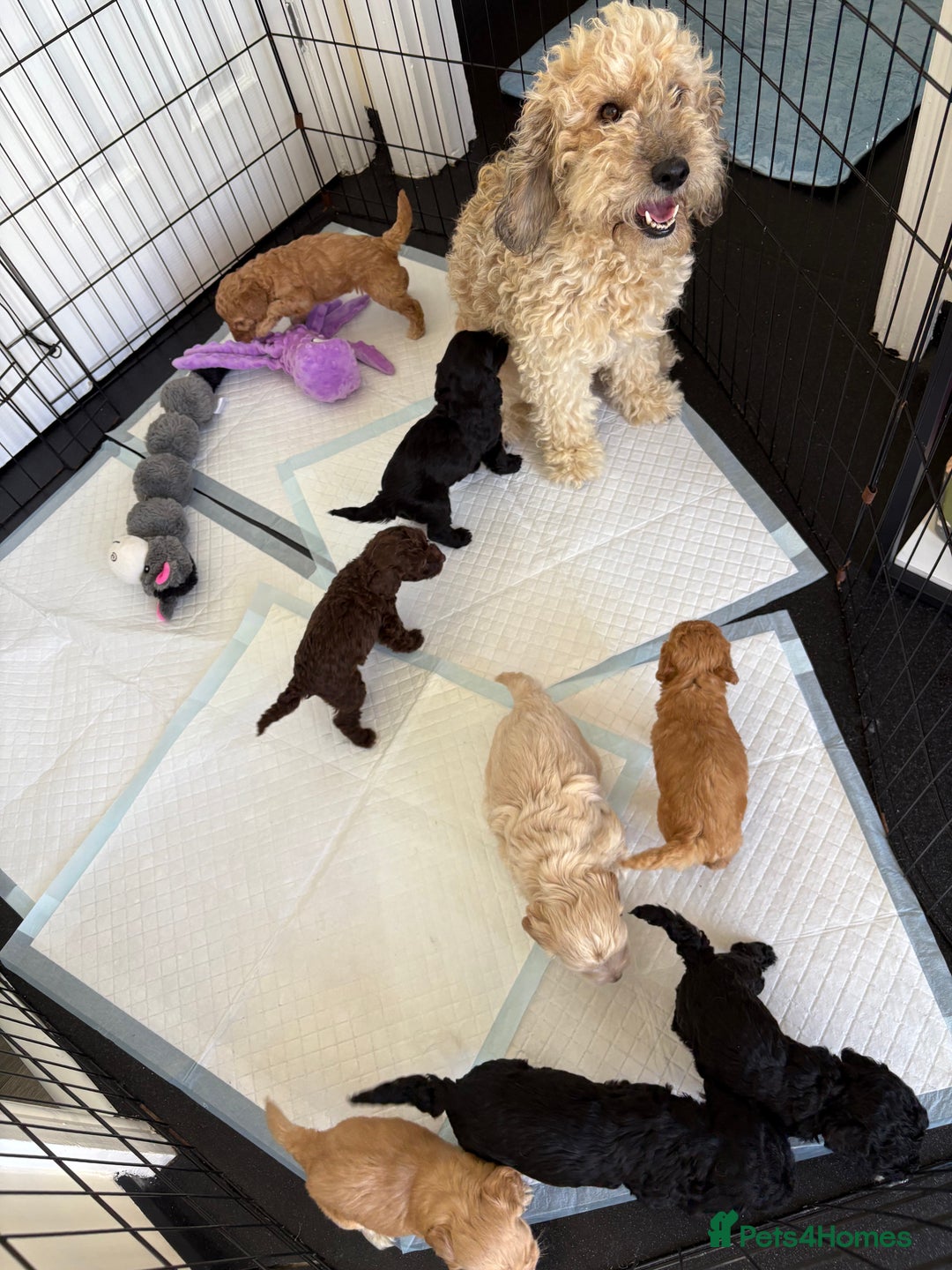 Cockapoo dogs for sale: F2 CockerPoos  - Image 11