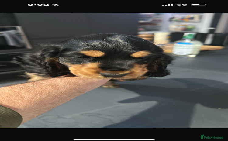 Cocker Spaniel dogs - Advert 1