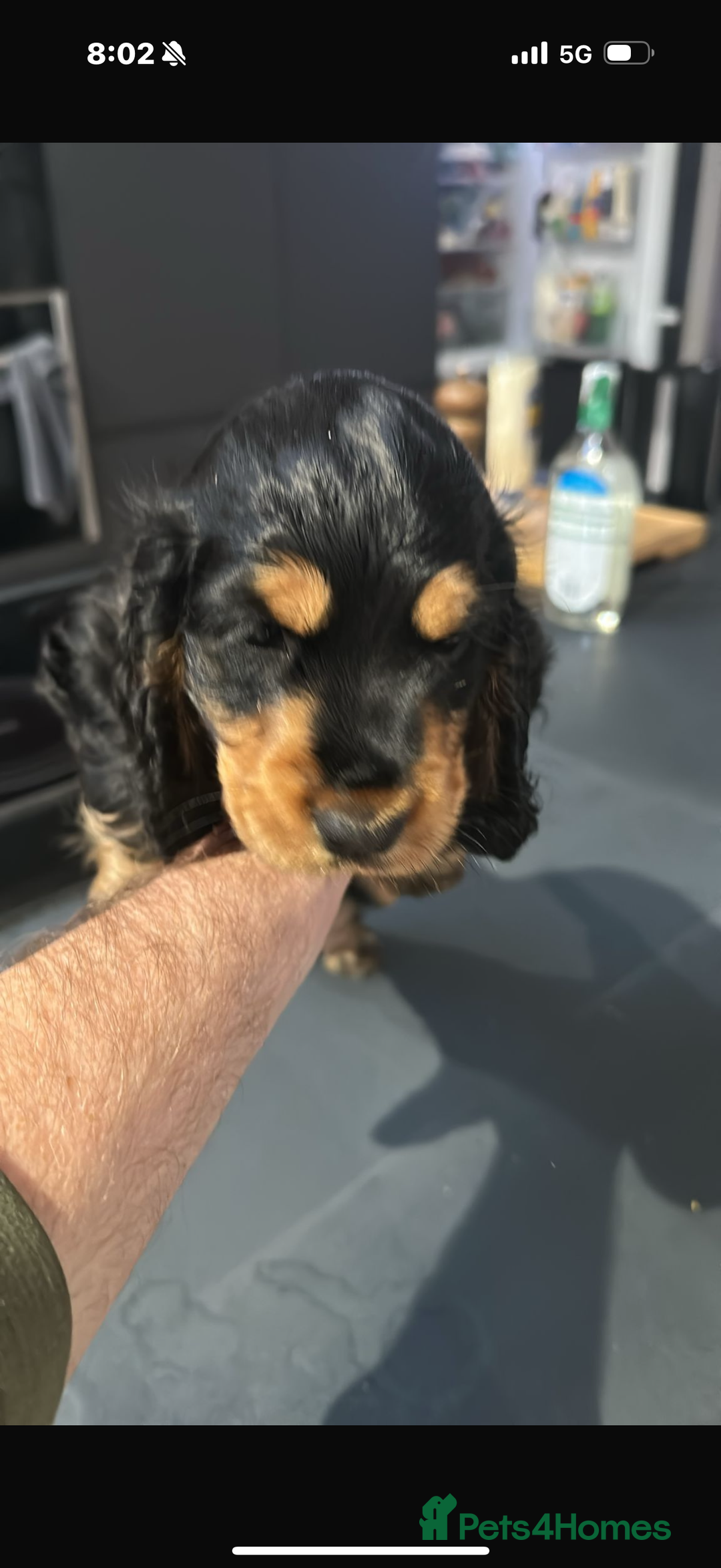 Cocker Spaniel dogs for sale: ****only 2 left****Stunning cocker puppies - Image 1